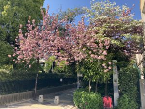 駒場野公園　八重桜